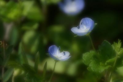 Close-up of white flowers