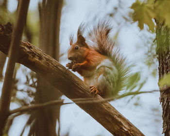 Low angle view of squirrel on tree