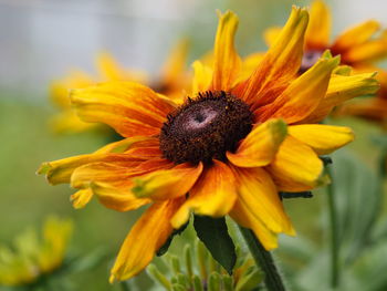 Close-up of sunflower