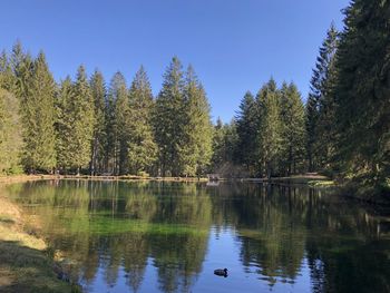 Scenic view of lake in forest against clear sky