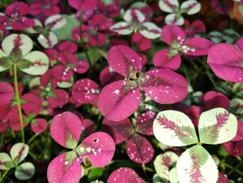 Close-up of flowers blooming outdoors