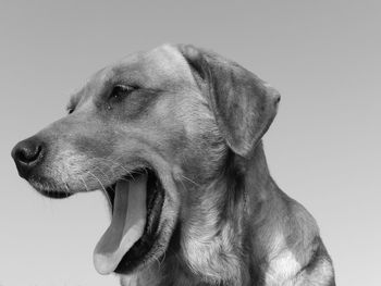 Close-up of dog over white background