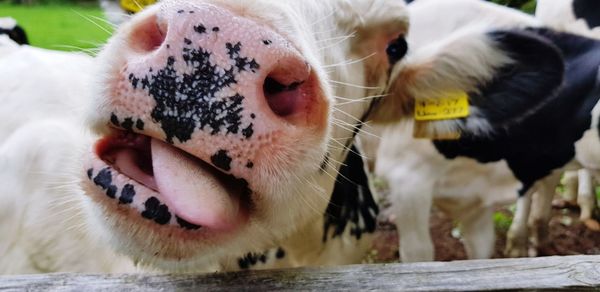 Close-up of a sheep