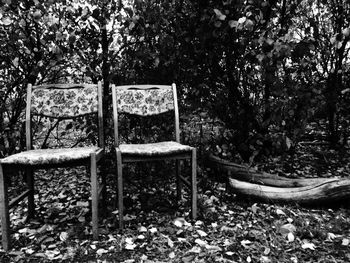 Chairs and trees in forest