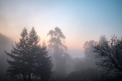 Low angle view of trees against sky