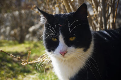 Close-up of cat