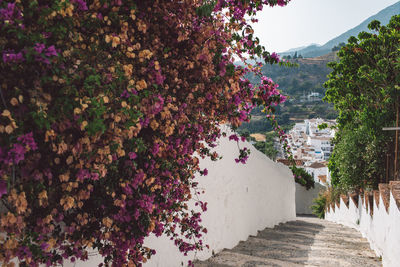 Purple flowering plants by footpath against sky