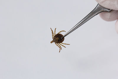 Close-up of insect on hand over white background