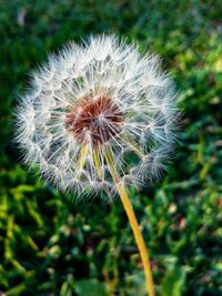 Close-up of dandelion