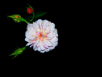 Close-up of pink flowers against black background