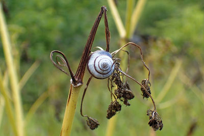 Close-up of snail on plant