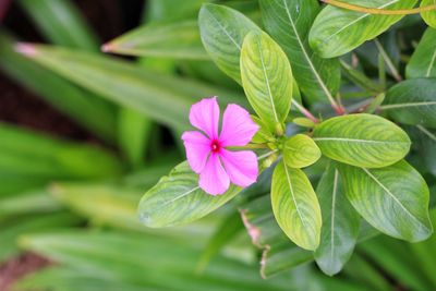 Close-up of pink flowering plant leaves