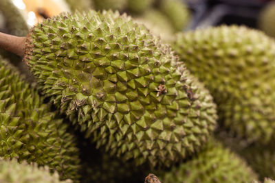 Close-up of succulent plant