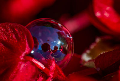 Close-up of bubbles with ball