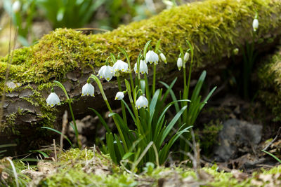 Plants growing on land at forest