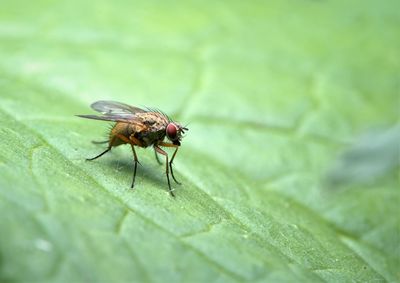 Close-up of fly on leaf
