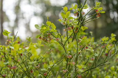 plant