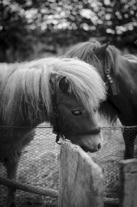 Close-up portrait of horse