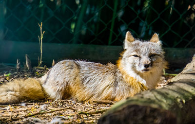 Portrait of cat lying on rock