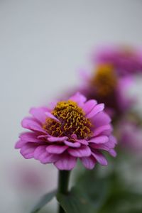 Close-up of pink flower