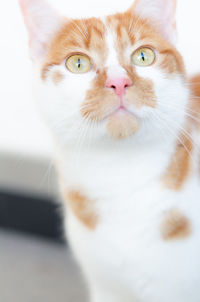 Close-up portrait of cat