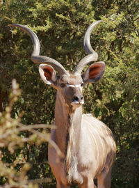 Portrait of deer