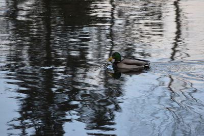 Ducks swimming in lake