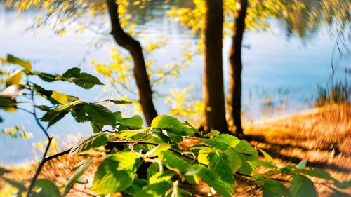 Close-up of leaves on tree