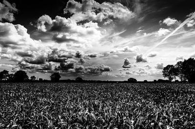 Scenic view of field against sky