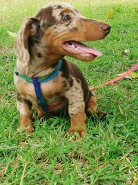 Dog lying on grassy field