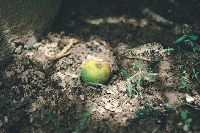 High angle view of frog on field