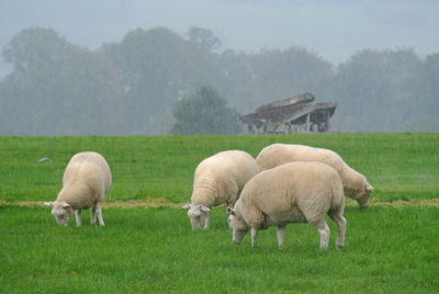 Sheep grazing in a field