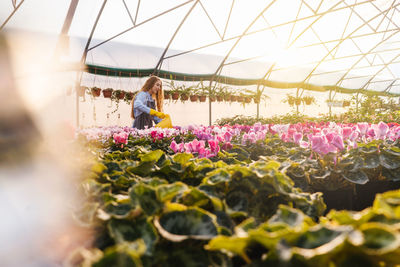 View of flowering plants in greenhouse