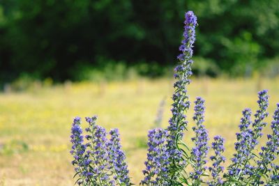 Close-up of lavender blooming on field