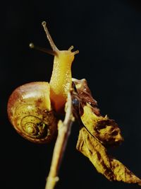 Close-up of dry flower against black background