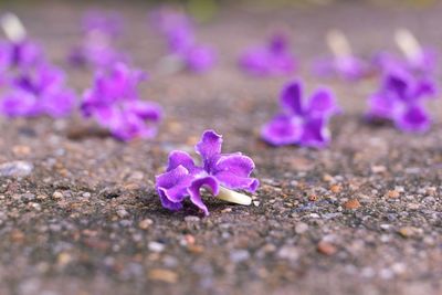 Close-up of purple crocus flowers on land