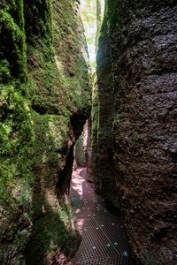 Walkway amidst trees