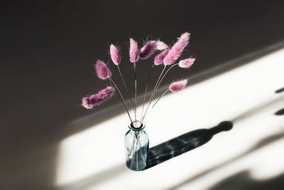 Lagurus flowers painted pink in a vase in the sunlight.