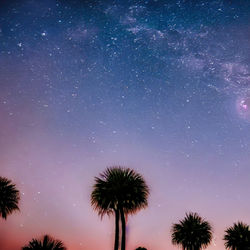 Low angle view of palm tree against sky at night