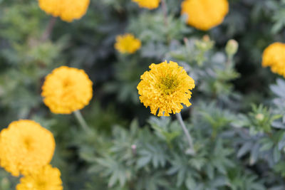 Close-up of yellow flowering plant