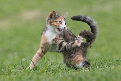 Cat looking away in a field