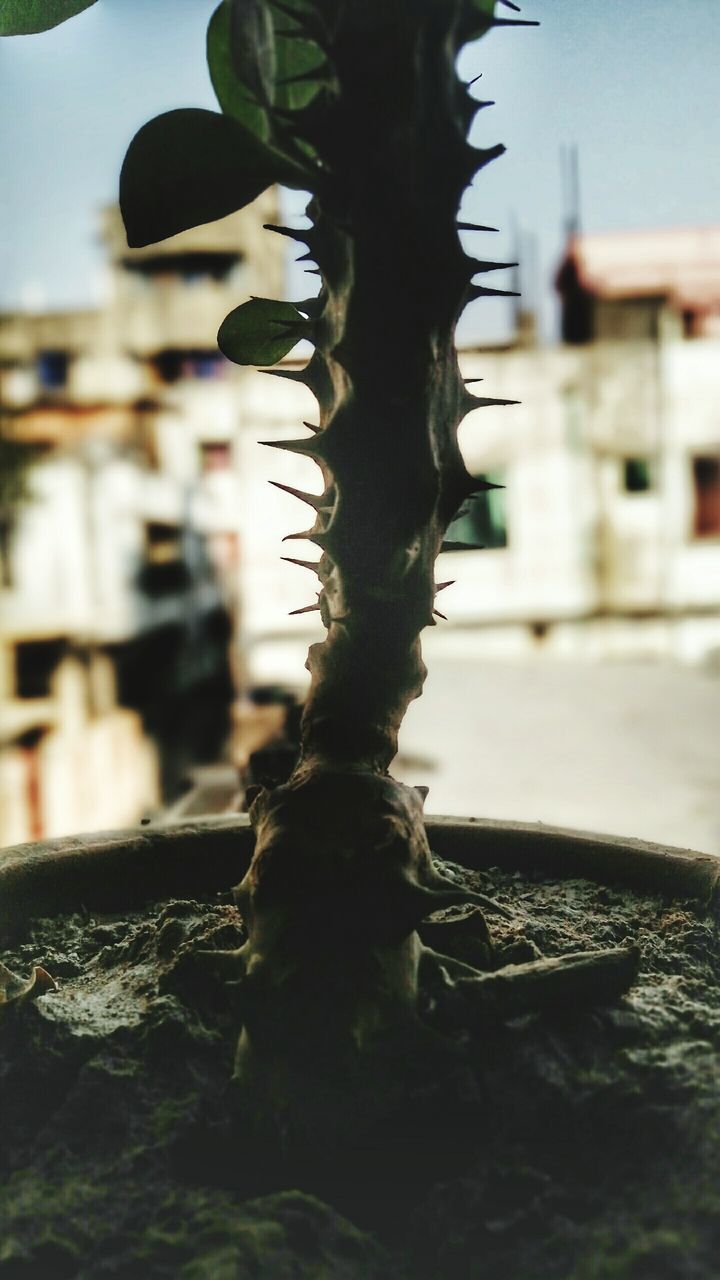 CLOSE-UP OF PLANT HANGING AGAINST BUILDING