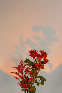 Close-up of red flowering plant against orange sky
