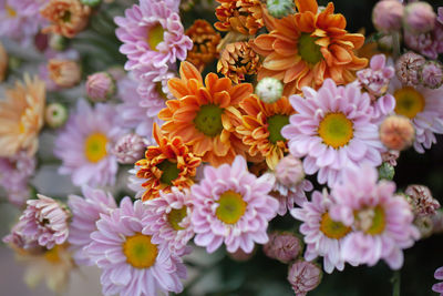 Close-up of pink daisy flowers