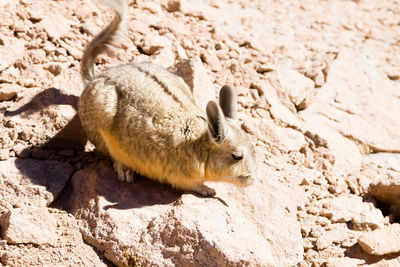 High angle view of lizard on rock