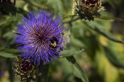 Close-up of bee on purple flowering plant
