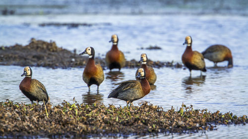 Ducks in a lake