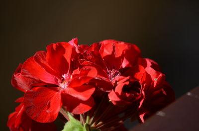 Close-up of red flowers blooming against black background