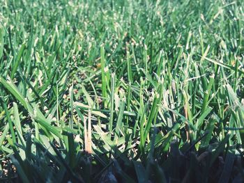 High angle view of grass growing on field