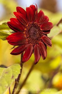 Close-up of red flower